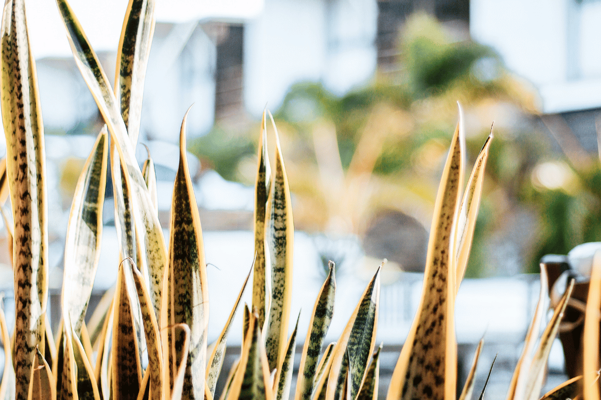Dracaena trifasciata .png